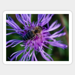 Bee On Purple Flower Sticker